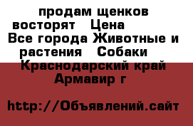 продам щенков восторят › Цена ­ 7 000 - Все города Животные и растения » Собаки   . Краснодарский край,Армавир г.